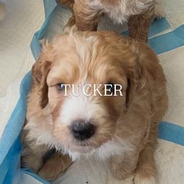 Tucker - male Golden Mountain Doodle puppy in Grand Junction, Colorado from Belles Golden Mountain Doodles