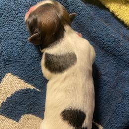 Princess Winifred. 'Winnie' - Tricolor female Shih Tzu puppy in Hematite, Missouri from Free Range Shih Tzus