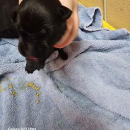 Boy 5 - Black male Cane Corso puppy in Dunnellon, Florida from Touch of Spice Kennels