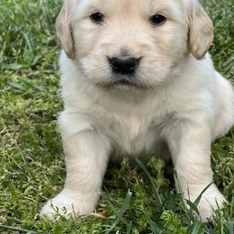 Golden Retriever Puppies from Golden Bunns Retrievers