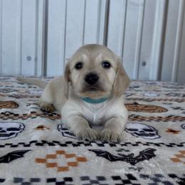 Blue - Cream male Dachshund puppy in Poteau, Oklahoma from Sisters Dazzling Dachshunds