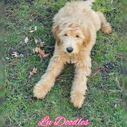 Goldendoodle Puppies from Lu Doodles
