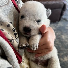 Boy 2 - Blue speckled male Australian Cattle Dog puppy in Irvington, Kentucky from Dry Valley’s Australian Cattle Dogs