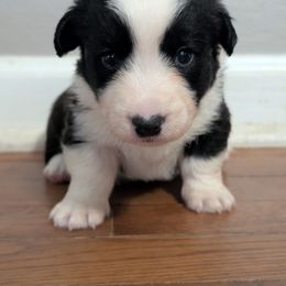 Jonagold - Black and white male Cardigan Welsh Corgi puppy in Garrett, Indiana from Chloe's Colorful Corgis