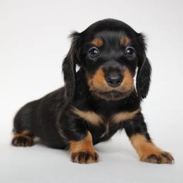 Max - Black and tan male Dachshund puppy in Red Bud, Illinois from Midwest Miniature Dachshunds
