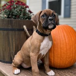 Boxers from Buffalo Creek Boxers