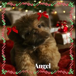 Angel - Chocolate female Shih Tzu puppy in Arizona from Shihtzucircusaz
