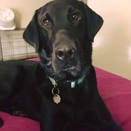 Labrador Retrievers from Hunter’s Moon Labradors