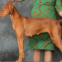 Vizslas from Jennifer's Vizslas