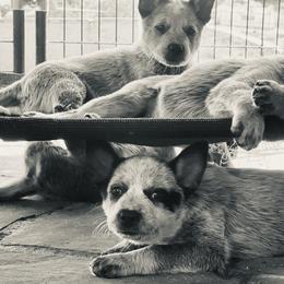 Australian Cattle Dog Puppies from Tin Roof Australian Cattle Dogs