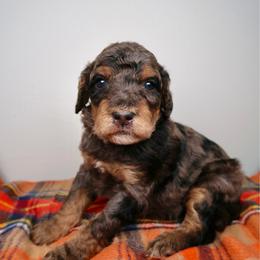 Moose - Merle male Bernedoodle puppy in Bowling Green, Ohio from Windy Creek Doodles
