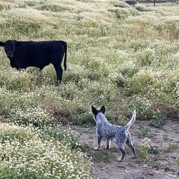 Australian Cattle Dog Puppies from Adcock Ranch Cattle Dogs