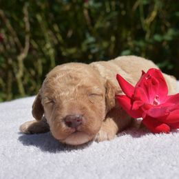 Miniature Schnauzer and Poodle Puppies from Lorraine Finley