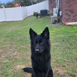 Akela - Black seal female German Shepherd puppy in Ocala, Florida from Guardian Shepherds