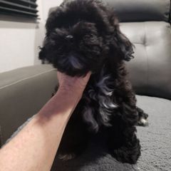 Sporty Mix Puppies from Bayou Babe's Precious Pups