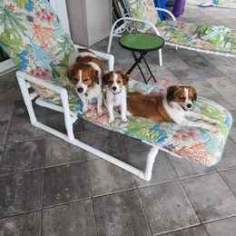 Nederlandse Kooikerhondje Puppies from Lenders Land