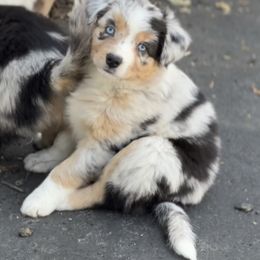 Australian Shepherd Puppies from Caramel Bliss Aussies - NJ NYC