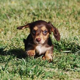 AKC Queenie - Chocolate and tan female Dachshund puppy in Billings, Missouri from Bundles of Joy