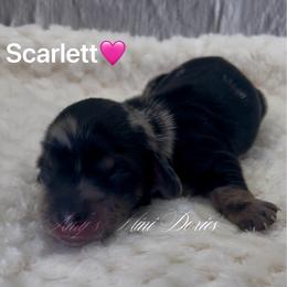 Scarlett - Dapple female Dachshund puppy in Jena, Louisiana from Amy’s Mini Doxies