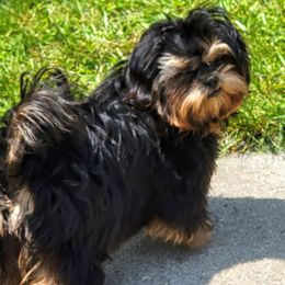 Buddy - Shih Tzu