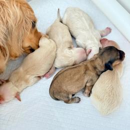 Sally - Cream female Dachshund puppy in Ormond Beach, Florida from Meadow Ridge Dachshunds