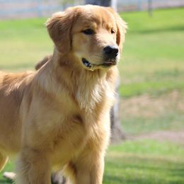 Golden Retrievers from Esquire Golden Retrievers