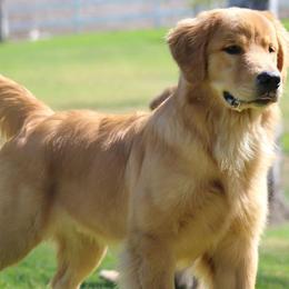 Golden Retrievers from Esquire Golden Retrievers
