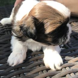 Shih Tzu Puppies from Willow Lane Shih Tzus