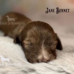 Jane Bennet - Cream female Dachshund puppy in Rainier, Oregon from Doxies in Wonderland