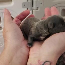 Boy 3 - Blue male Shih Tzu puppy in Wyoming, Michigan from Shih Tzu Shenanigans
