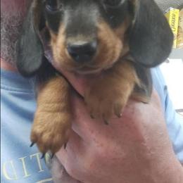 Todd - Black and tan male Dachshund puppy in Delano, Tennessee from Walker Ranch Danes & Dachshunds
