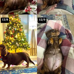 Dachshund Puppies from Kingdom Mini Dashchunds