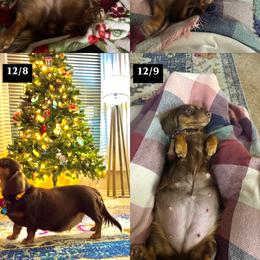 Dachshund Puppies from Kingdom Mini Dashchunds