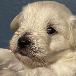 Wheaten girl with black nose - Wheaten female Miniature Schnauzer puppy in Pflugerville, Texas from K&K Precious Tx schnauzers