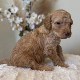 Nilla - Cream male Goldendoodle puppy in Caldwell, Idaho from Leila Pearson