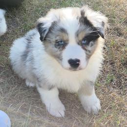 Blue merle male - Blue merle male Australian Shepherd puppy in Browerville, Minnesota from Rustic River Ranch Aussies