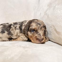 Maxine - Merle female Goldendoodle puppy in Eureka, California from North Coast Doodles