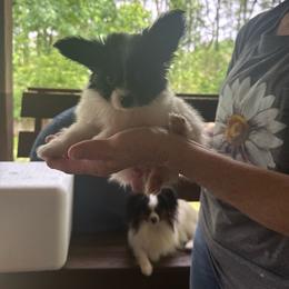 Emma - White and black female Papillon puppy in Benton, Arkansas from Mama's Pride Poms and Paps