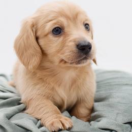 DIOR- AKC Import Lines - Cream female Dachshund puppy in Coweta, Oklahoma from Sunnyside Dachshunds