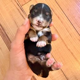 Tricolor Female 2 - Tri-color female Bernedoodle puppy in Brooksville, Florida from Kruger Doodles