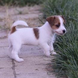 Rosemary Girl - White and tan female Russell Terrier puppy in Middletown, Virginia from DBF Russell Terriers