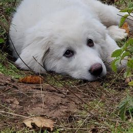 Aussiedoodle and Polish Tatra Sheepdog Puppies from Abbott Family Farm