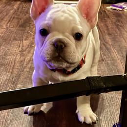 Red - Cream male French Bulldog puppy in Richmond, Texas from Du Bone Frenchies & Pet Services Network