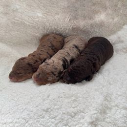 Bernedoodle and Poodle Puppies from Orange Blossom Poodles & Doodles