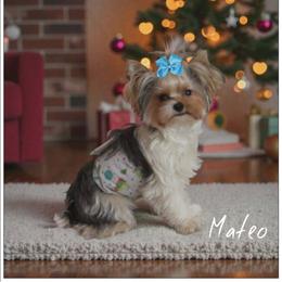 Mateo - Yorkshire Terrier