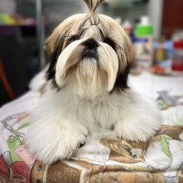 Poodle and Shih Tzu Puppies from Heritage Toy Poodles & Hallmark Jolei Shih Tzus