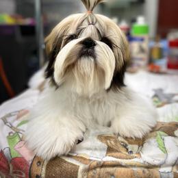 Poodle and Shih Tzu Puppies from Heritage Toy Poodles & Hallmark Jolei Shih Tzus