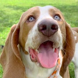 Basset Hounds from Triple B’s Bassets