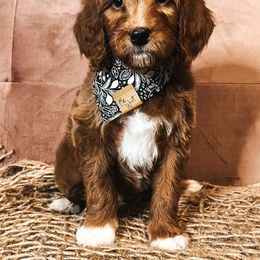 Goldendoodle Puppies from The Doting Doodle