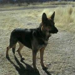 German Shepherds from The Good Shepherd Guide Dogs